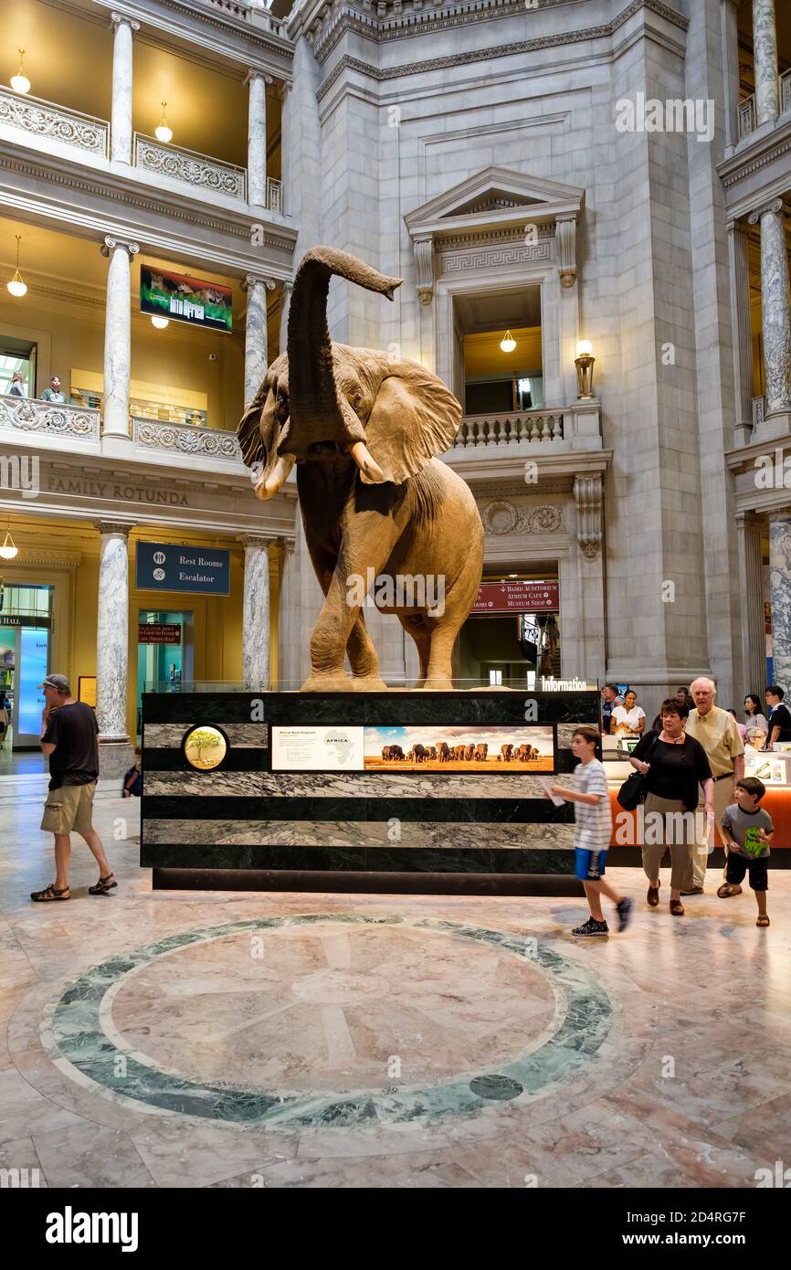 Besucher in der Haupthalle des National Museum of Natural History in Washington D.C. Stockfoto