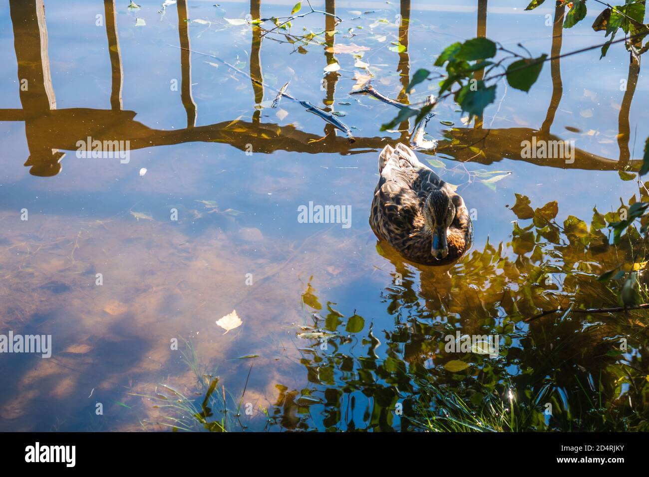 Ente im Wasser, Nahaufnahme. Stockfoto