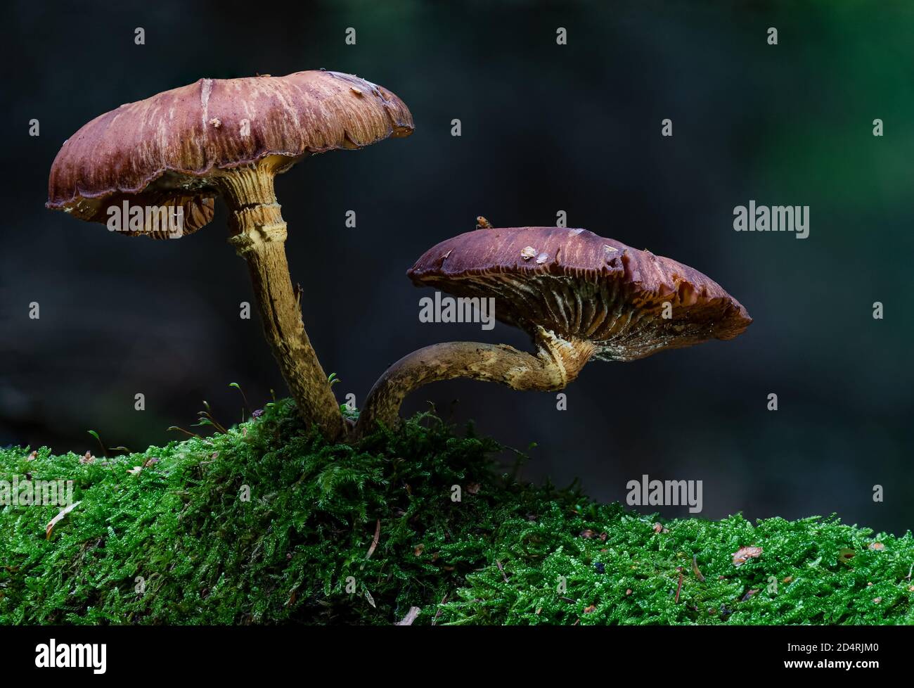 Armillaria ostoyae oder Erstarme ist eine Art von pflanzenpathogenen Pilzen Pilz in der Familie Physalacriaceae Stockfoto
