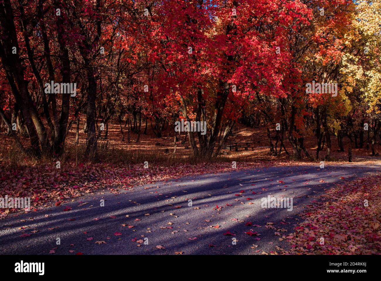 Eine schmale Bergstraße durch einen Wald aus roten Ahornbäumen. Stockfoto