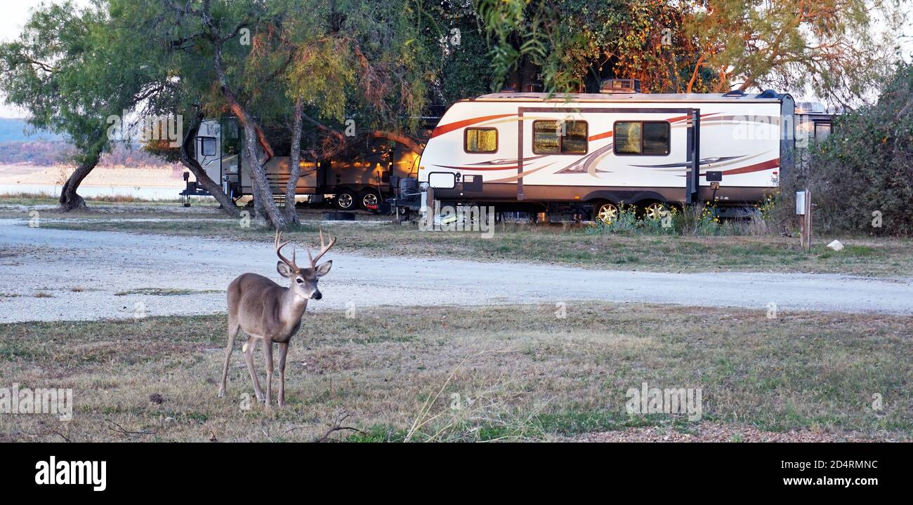 Camping in Texas mit Hirschen am See. Stockfoto
