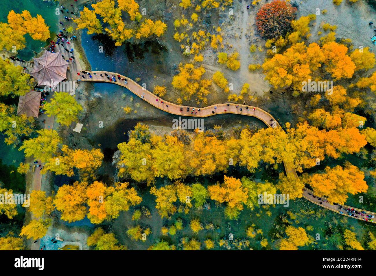 Jiuquan, Jiuquan, China. Oktober 2020. GansuÃ¯Â¼Å'CHINA-Touristen schauen sich die Landschaft der Euphratpappel im Bezirk jinta, Jiuquan Stadt, Nordwestchinas Gansu Provinz, 7. Oktober 2020 an. Es war der siebte Tag des Nationalfeiertags, Und mehr als 10,000 Touristen aus Peking, Shanghai, guangdong, fujian und anderen Provinzen und Städten genossen das wunderschöne Bild von ''klarem Himmel, gelben Blättern, Herbstwellen, kaltem Rauch und Smaragdgrün''' in der Wüste Euphrat Pappelwald malerischen Ort in jinta County, jiuquan, gansu. Quelle: SIPA Asia/ZUMA Wire/Alamy Live News Stockfoto