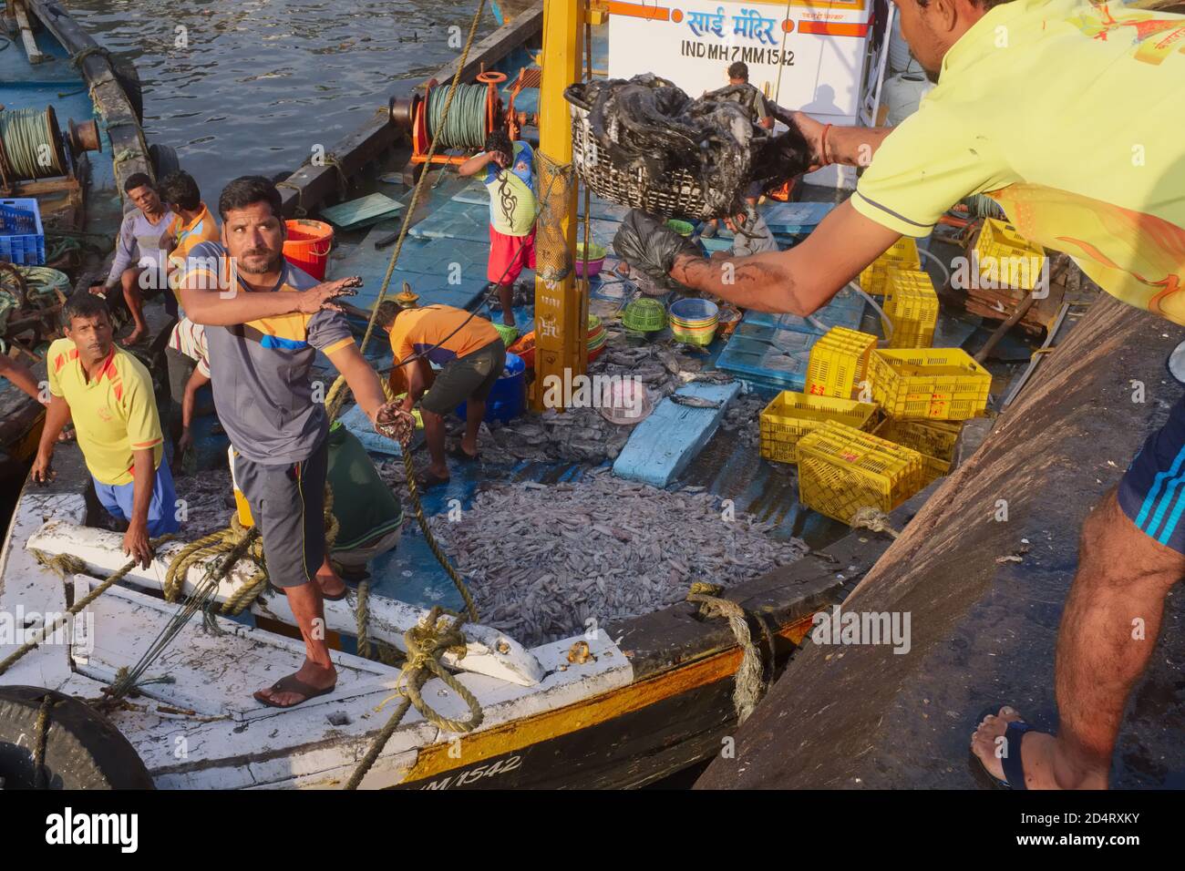 Von seinem Trawler wirft ein Fischer einen Korb mit seinem Fang zu einem Kollegen auf dem Sassoon Docks Pier; Colaba, Mumbai, Indien Stockfoto