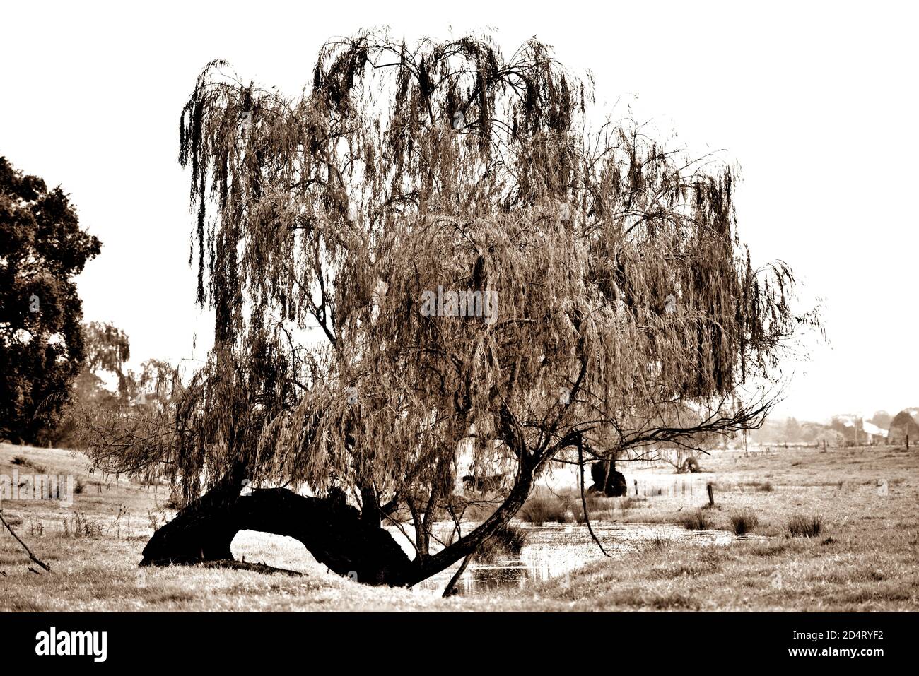 Weidenbaum bw Stockfoto