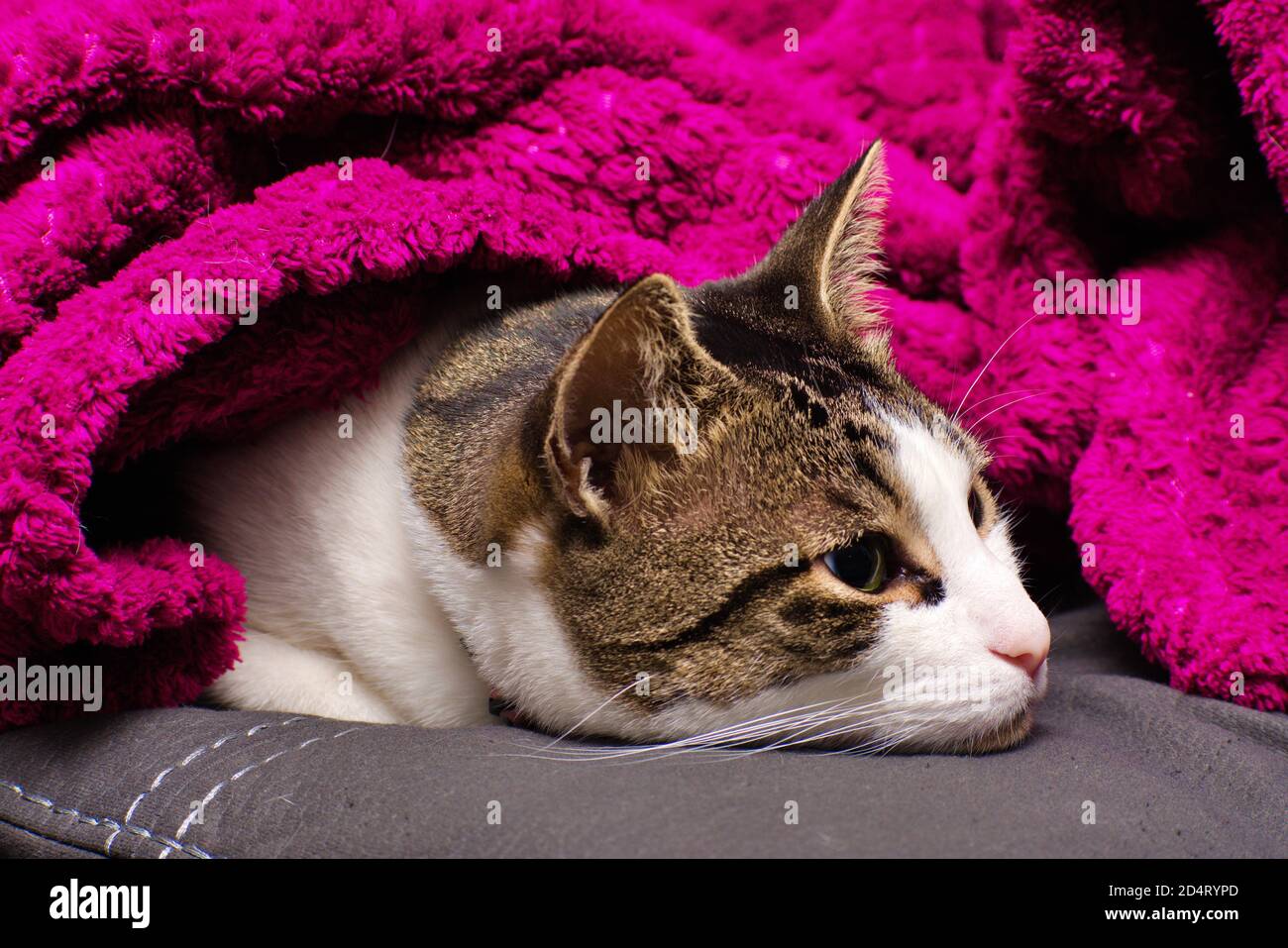 Furby 2020 5 Stockfoto