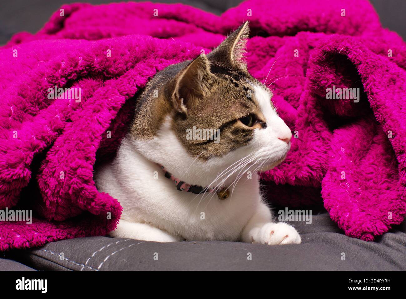 Furby 2020 6 Stockfoto