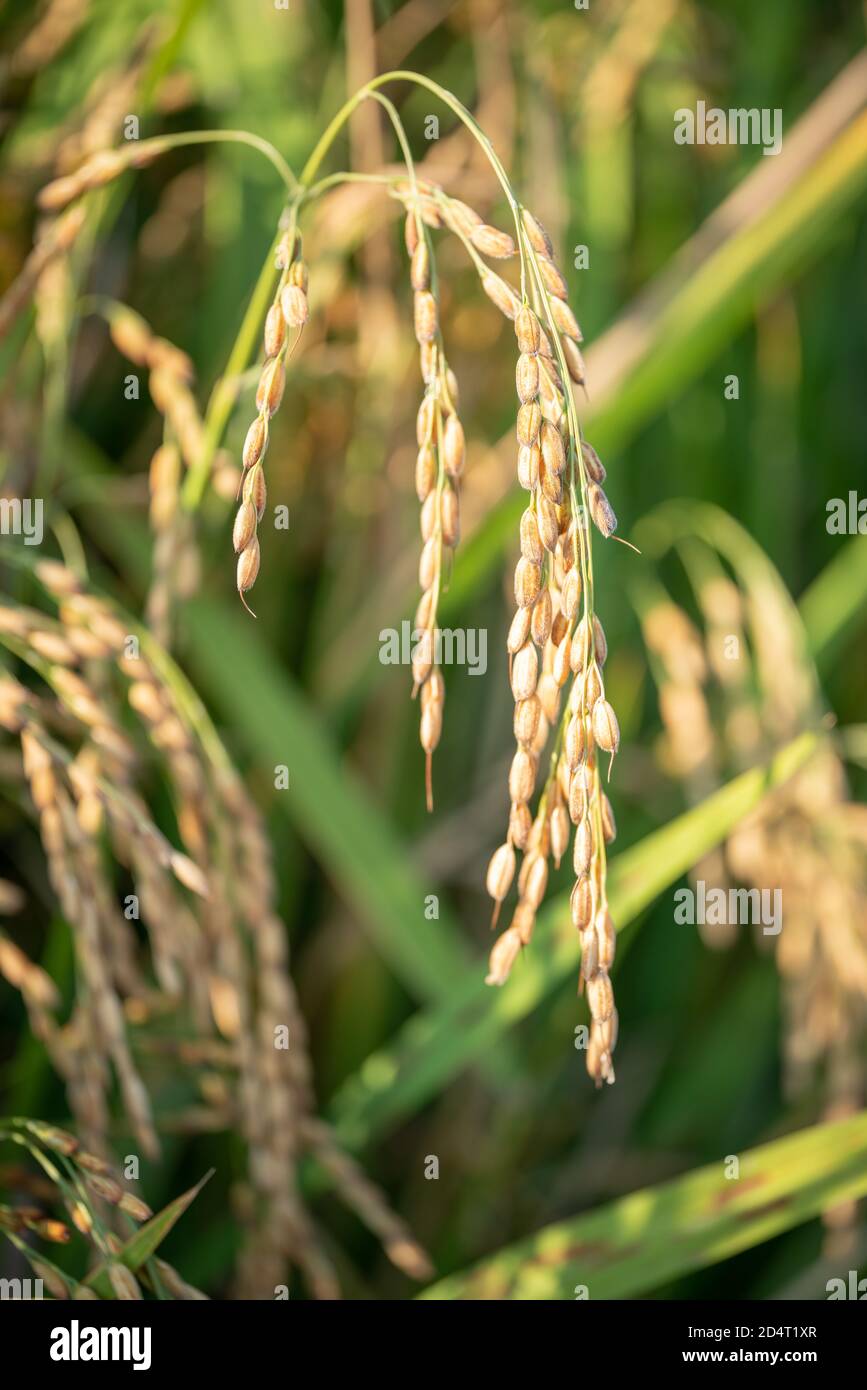 Nahaufnahme von goldenem Ohr des Reises, der auf Reisfeld reif wird, Norditalien. Stockfoto