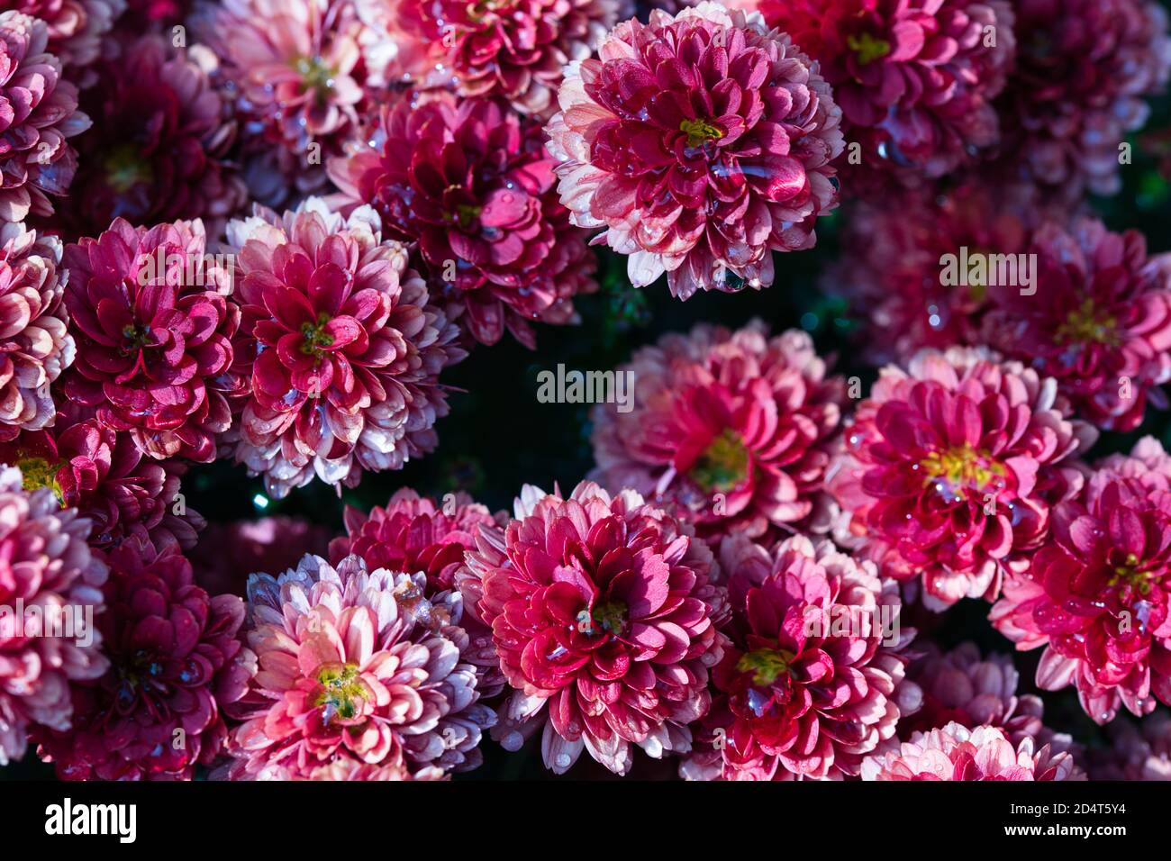 Chrysantheme Gänseblümchen tief roten Blüten voller Rahmen close up Herbst Blumenhintergrund Stockfoto