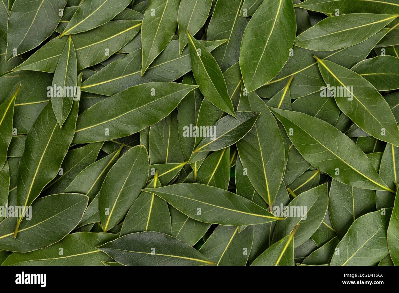 Bay Leaves Textur, Hintergrund aus frischen Lorbeerblättern Stockfoto