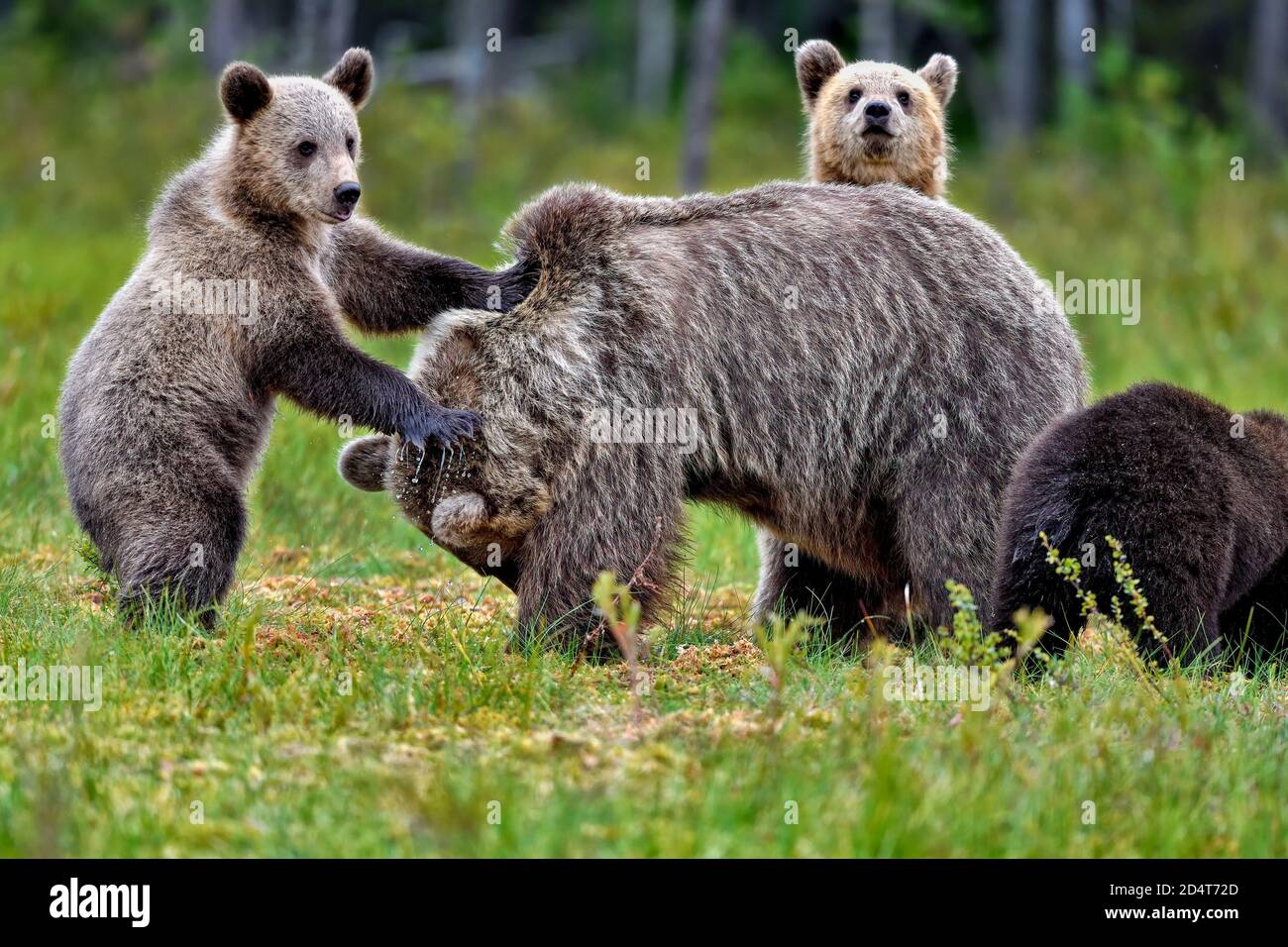 Bärenjungen versuchen, Mutter dazu zu bringen, mit ihnen zu spielen. Stockfoto