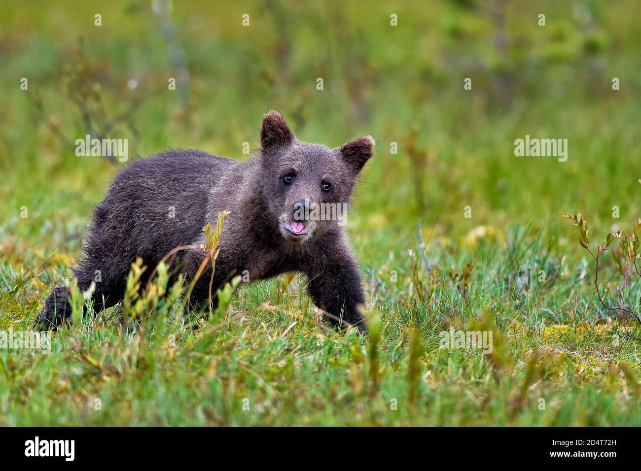 Manchmal fühlt man sich so veragt wie dieser Bär Cub Stockfoto