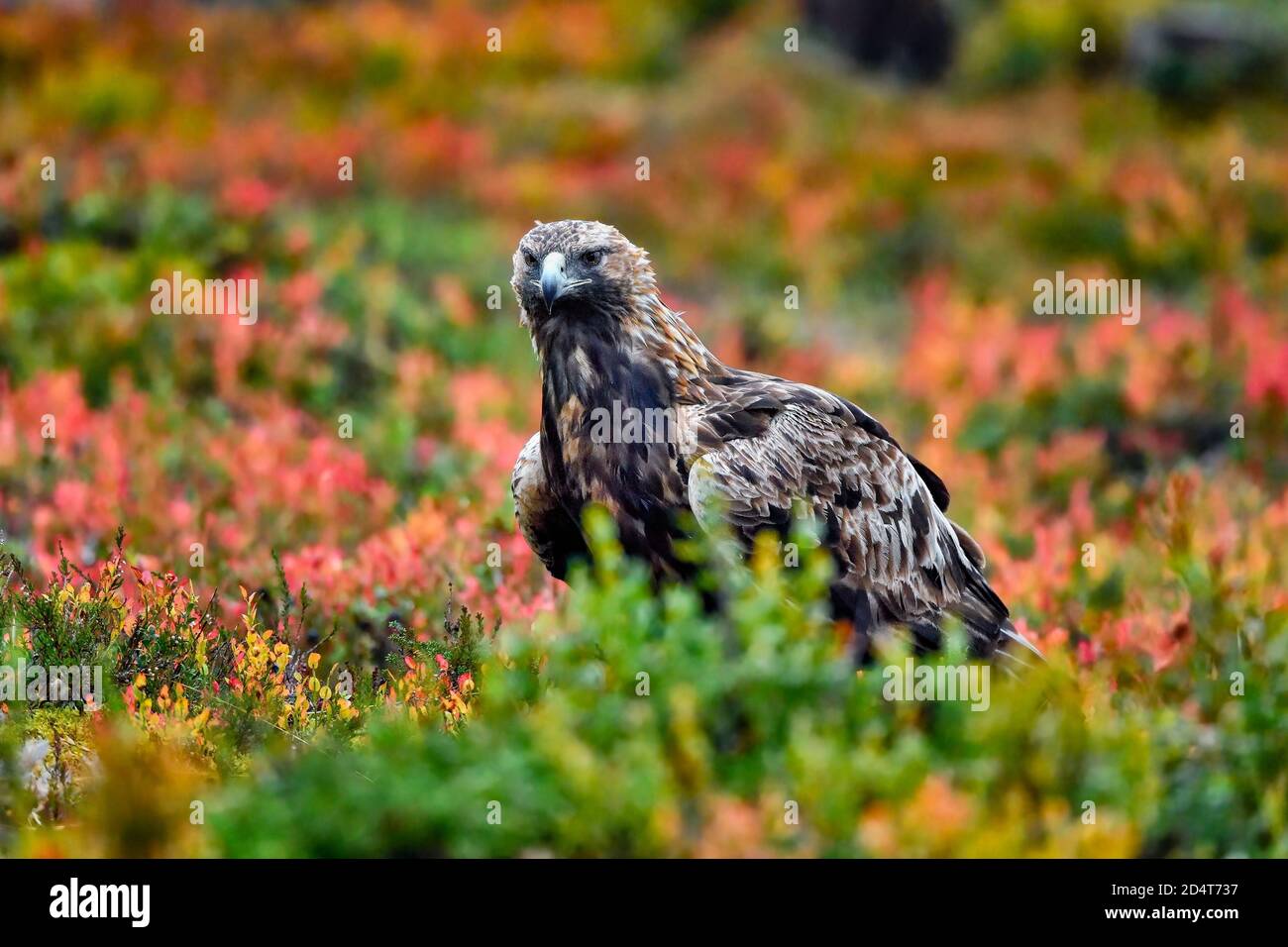 Goldener Adler im borealen Wald gegen Heidelbeer-Herbstfarben Stockfoto