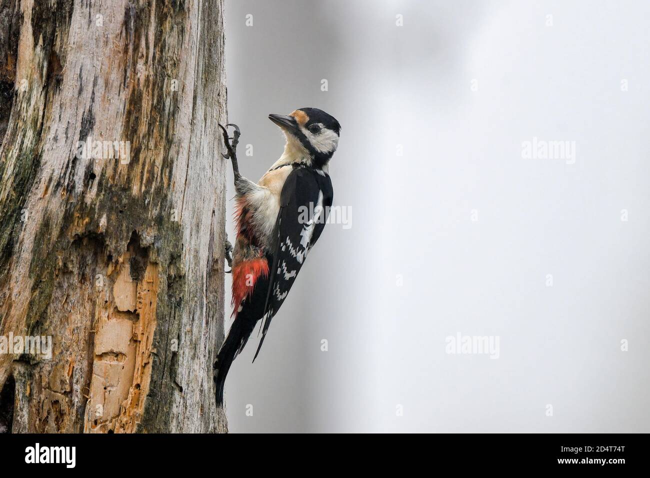 Buntspecht im nebligen borealen Wald. Stockfoto