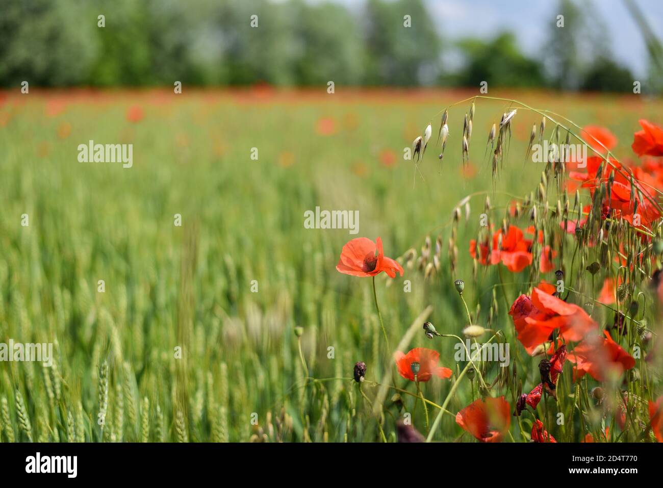 Mohnfeld Stockfoto