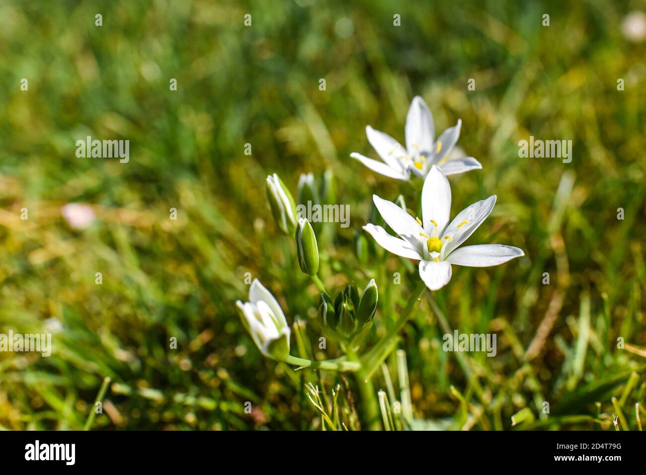 kleine weiße Blume Stockfoto