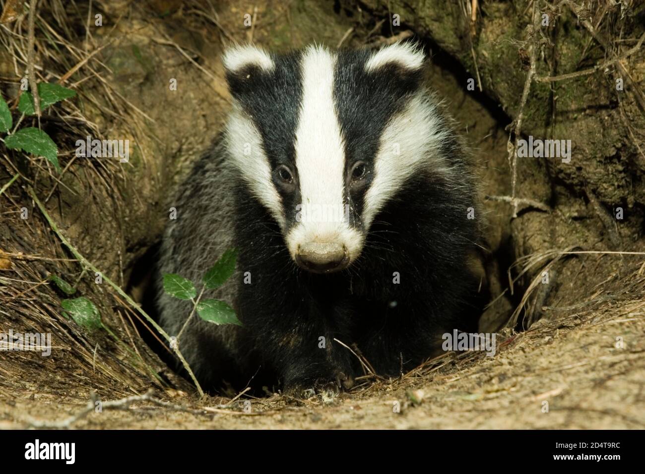 Wilder Dachsjunge (Meles meles) am Eingang des Baus. Hemsted Forest in der Nähe von Cranbrooke Kent. 25.08.06 Stockfoto