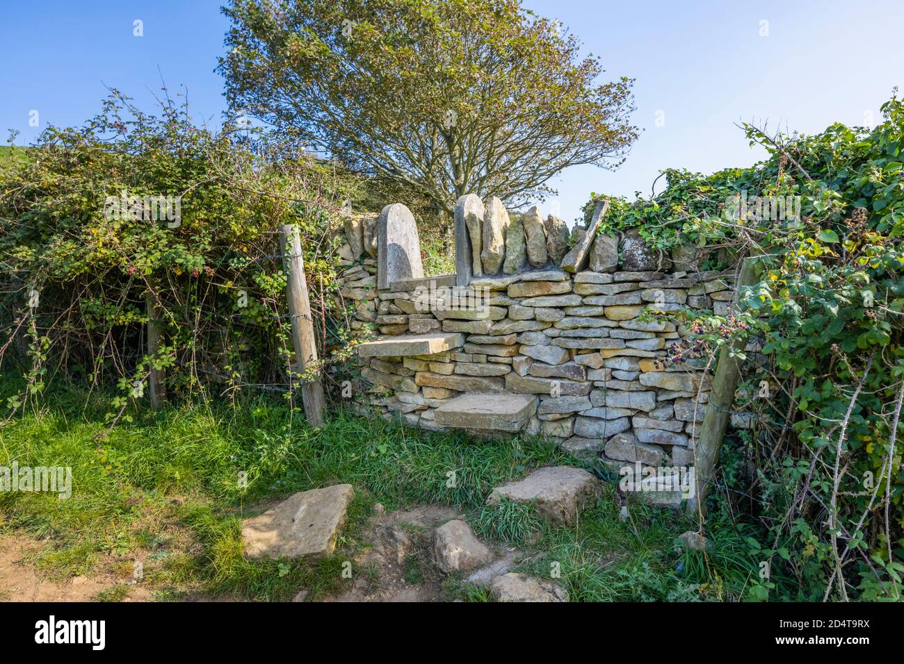 Typischer öffentlicher Wanderweg in einer Trockenmauer am South-West Coast Path an der Jurassic Coast bei Abbotsbury, Dorset, Südwestengland Stockfoto