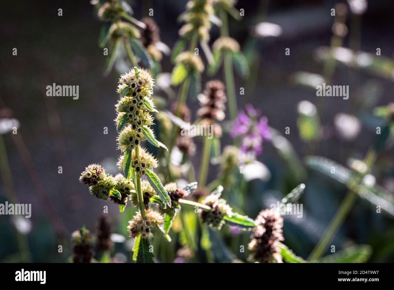 Makroaufnahme der Stachys Trevisan Pflanze im Kräutergarten Stockfoto