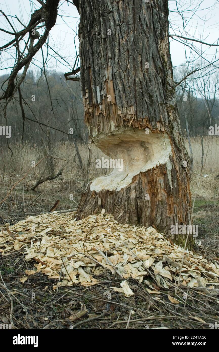 Baum wird von Wild Beavers in der Nähe des San River gefällt. Bieszczady-Gebirge Süd-Polen. 28,02.2007. Stockfoto