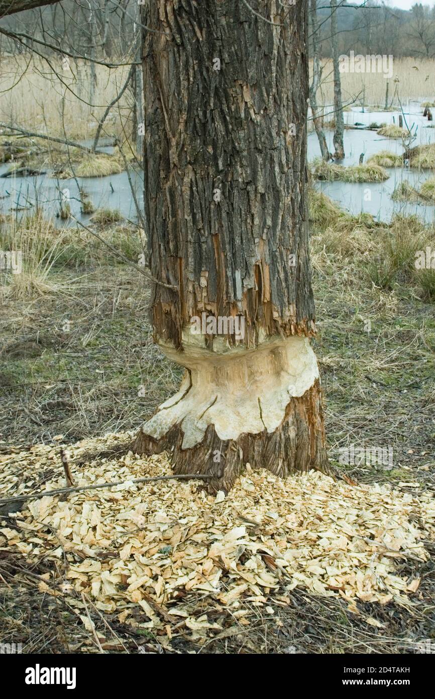 Baum wird von Wild Beavers in der Nähe des San River gefällt. Bieszczady-Gebirge Süd-Polen. 28,02.2007. Stockfoto