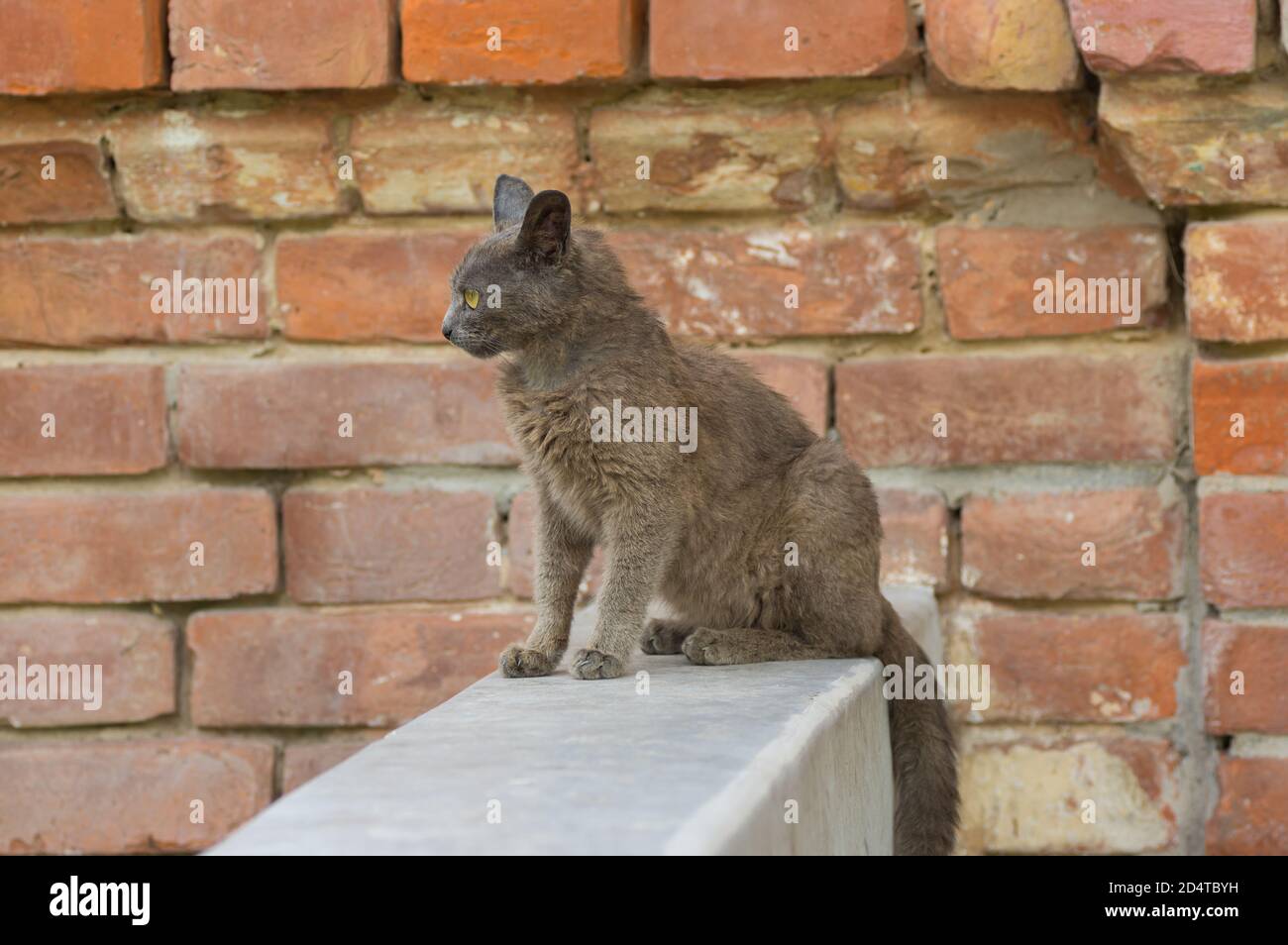 Schöne Alien junge Katze sitzt auf einer Brüstung gegen Ziegel Wand Stockfoto