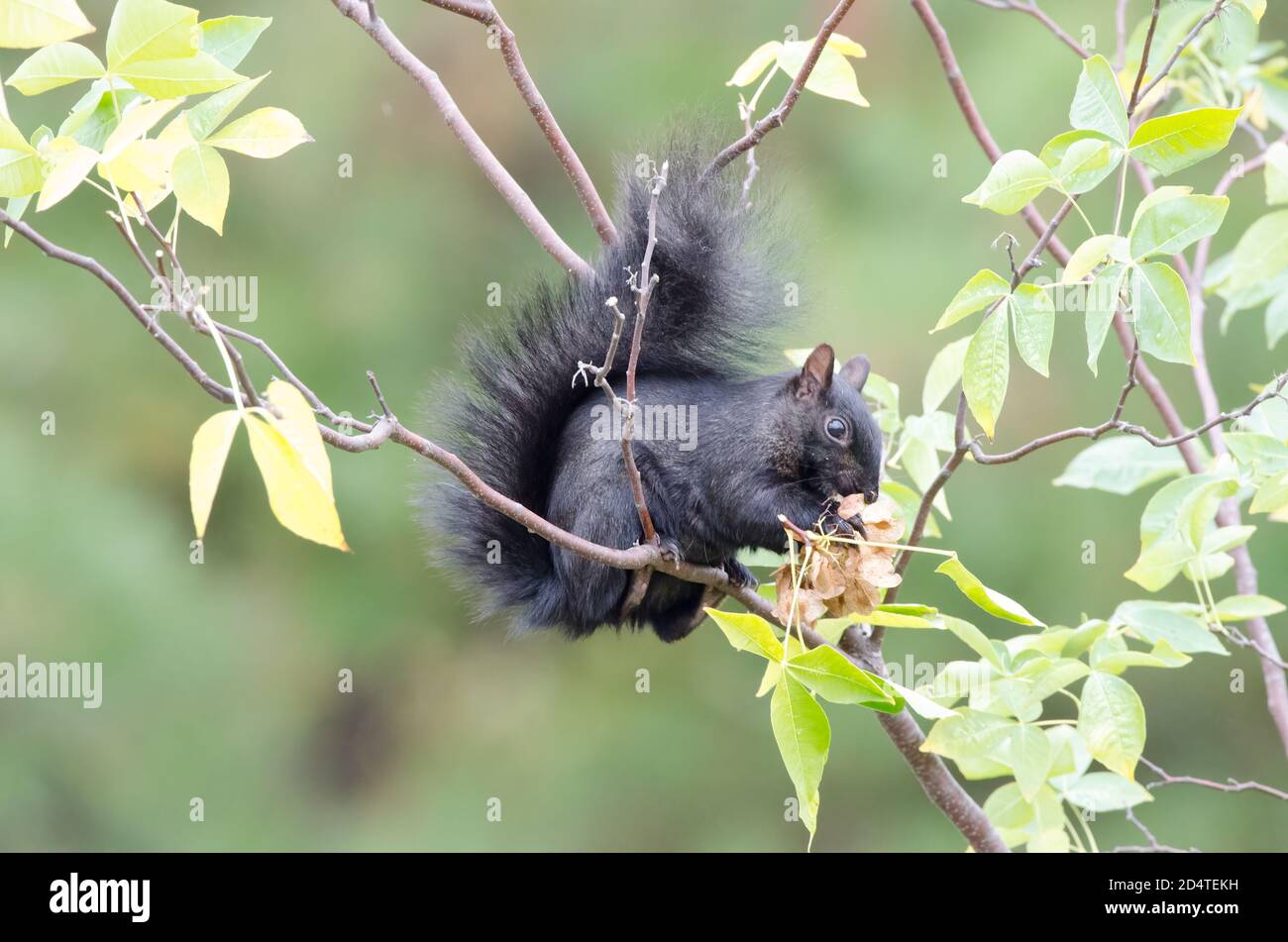 Ein Ostgraues Eichhörnchen (Sciurus carolinensis) Setzt Samen für Nahrung und Blätter für Nistmaterial Stockfoto