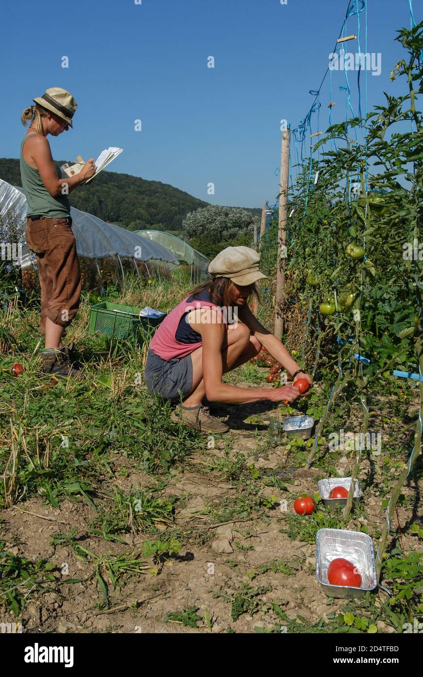 DEUTSCHLAND, Göttingen, Anbau und Züchtung alter und verschiedener Tomatensorten, Tomatenvielfalt, Samensammlung / DEUTSCHLAND, Versuchsaufbau von UNI Göttingen und Dreschflegel Verein, ökologischer Freiland Anbau von traditionellen Tomatensorten zur Forschung, Züchtung und Kreuzung, Gewinnung der Samen Stockfoto