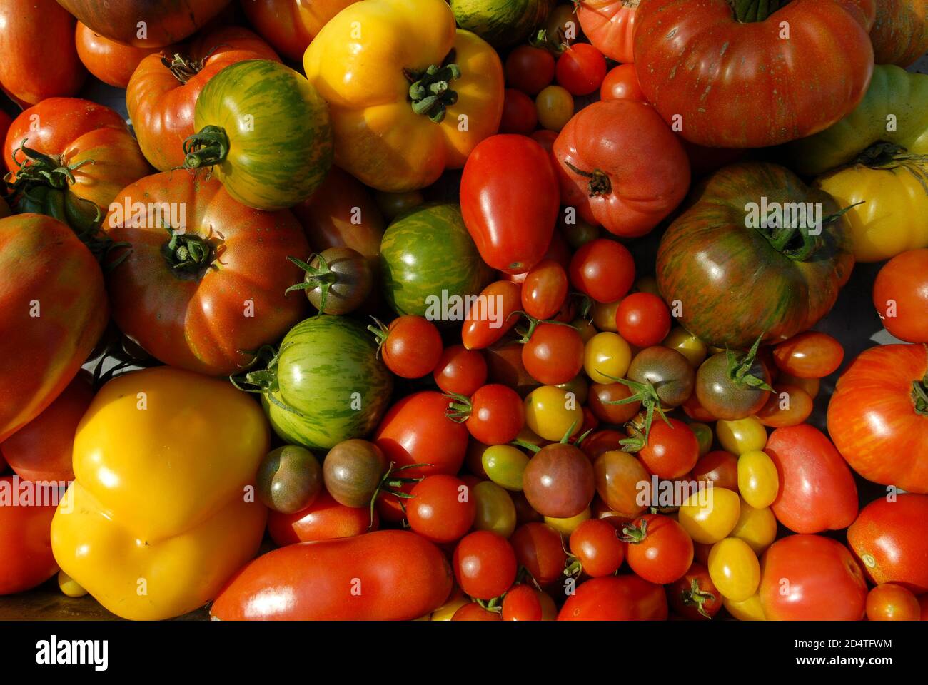 DEUTSCHLAND, Anbau alter und verschiedener Tomatensorten, Tomatenvielfalt / DEUTSCHLAND, Anbau von verschiedenen traditionellen Tomatensorten Stockfoto