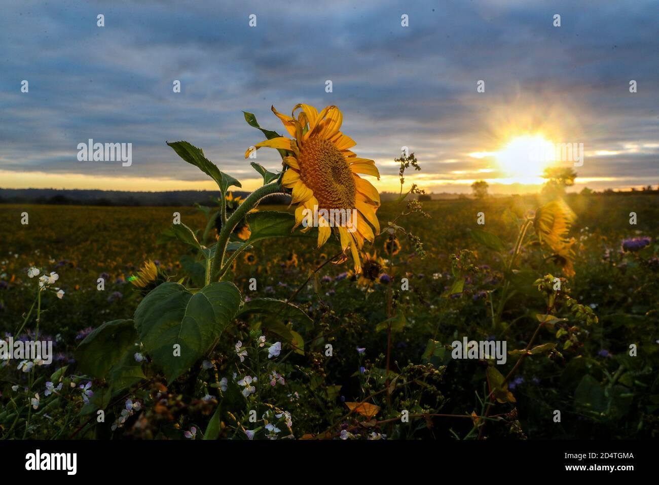 Die Sonne geht auf einem Sonnenblumenfeld auf der Copas turkey Farm in der Nähe von Cookham, in Berkshire, auf. Die Blumen können von den Mitgliedern der Öffentlichkeit kostenlos geerntet werden, wobei eine Spende an die Macmillan Cancer Support-Organisation beantragt wird. Stockfoto