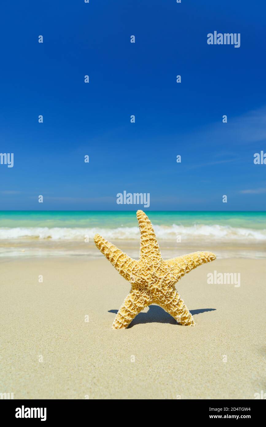 Seestern am tropischen Strand an einem sonnigen Tag Stockfoto