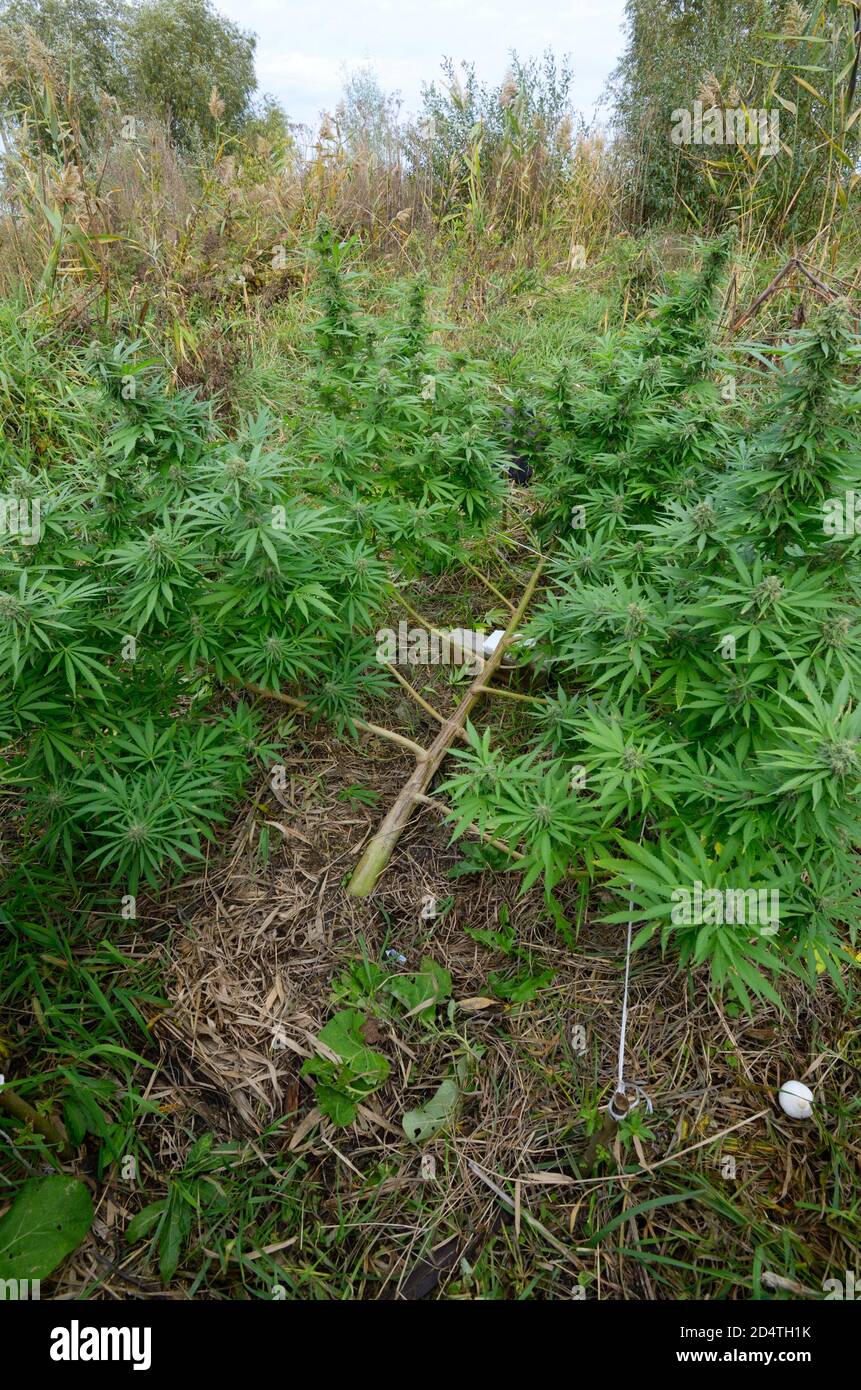 Cannabis wächst in einem Feld, Low Stress Training Technik: Biegen Stamm  der Pflanze und Zweige nach unten mit Pflöcken und Seilen Stockfotografie -  Alamy