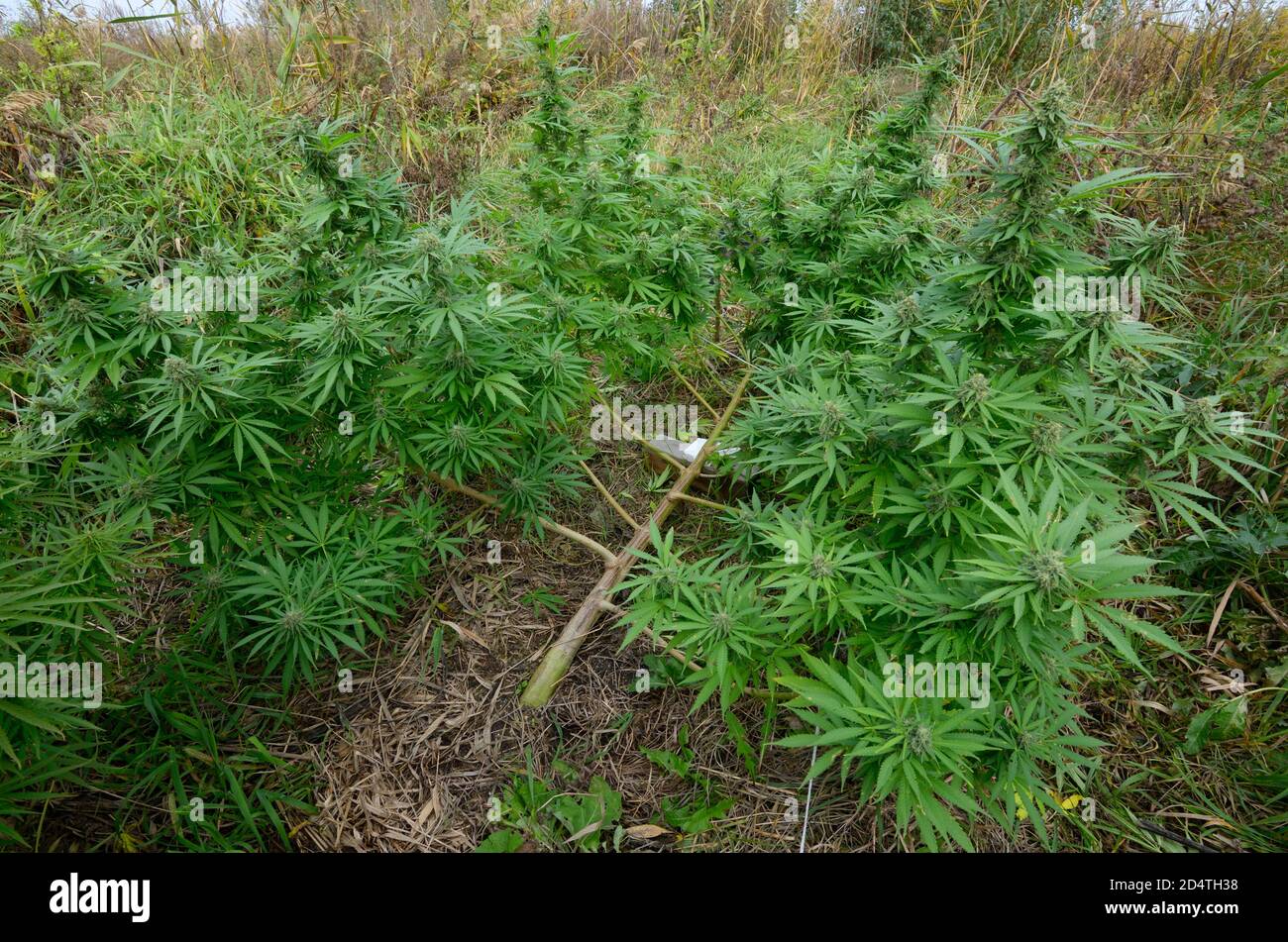 Cannabis wächst in einem Feld, Low Stress Training Technik Biegen Stamm der Pflanze und Zweige