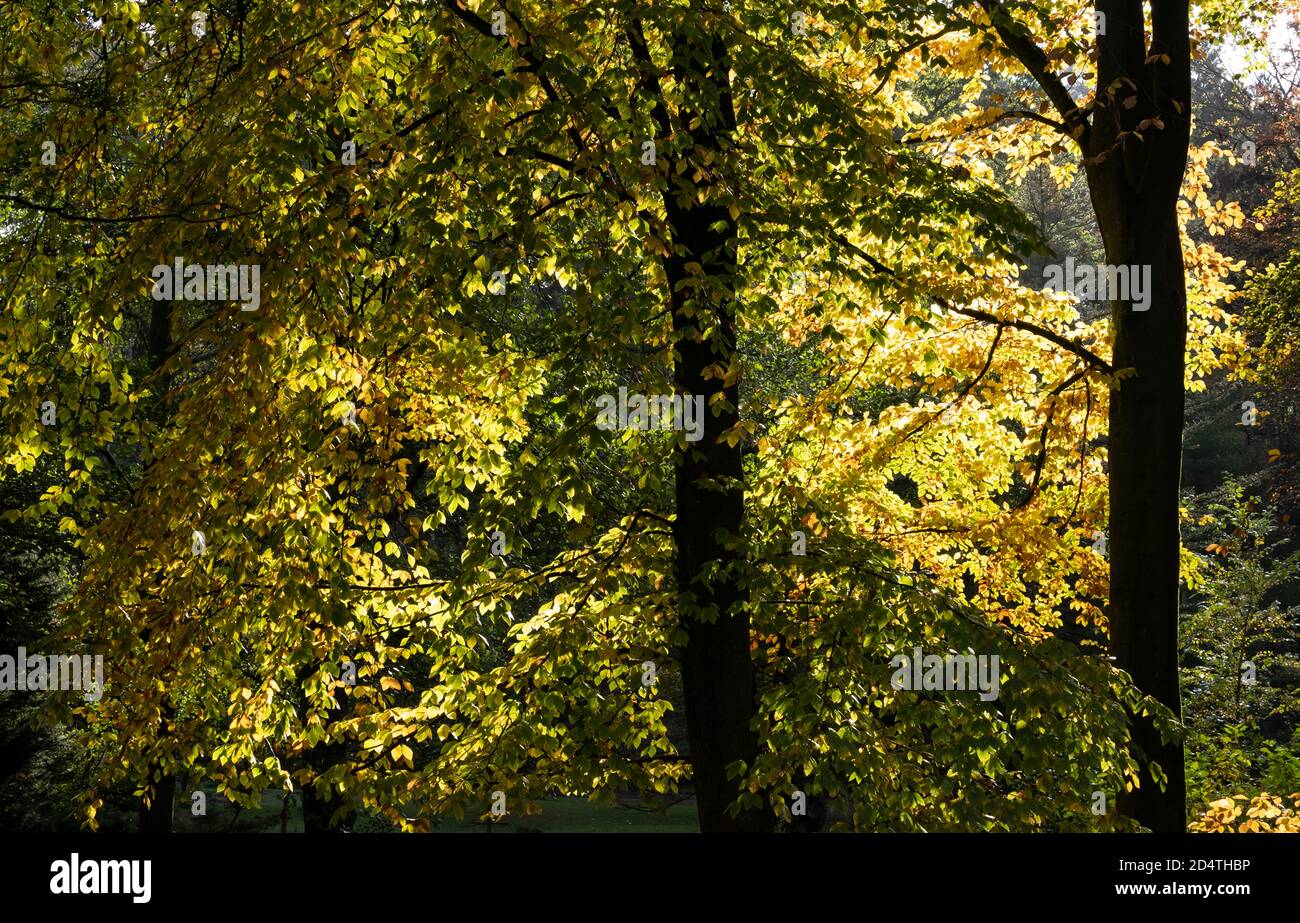 Herrliche Herbstfarben im Wald im Lickey Hill Country Park in der Nähe von Birmingham, England. Stockfoto