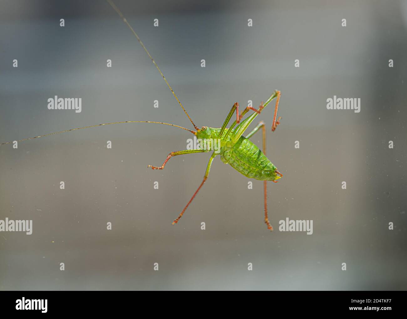 Nahaufnahme einer grünen Kricket Stockfoto