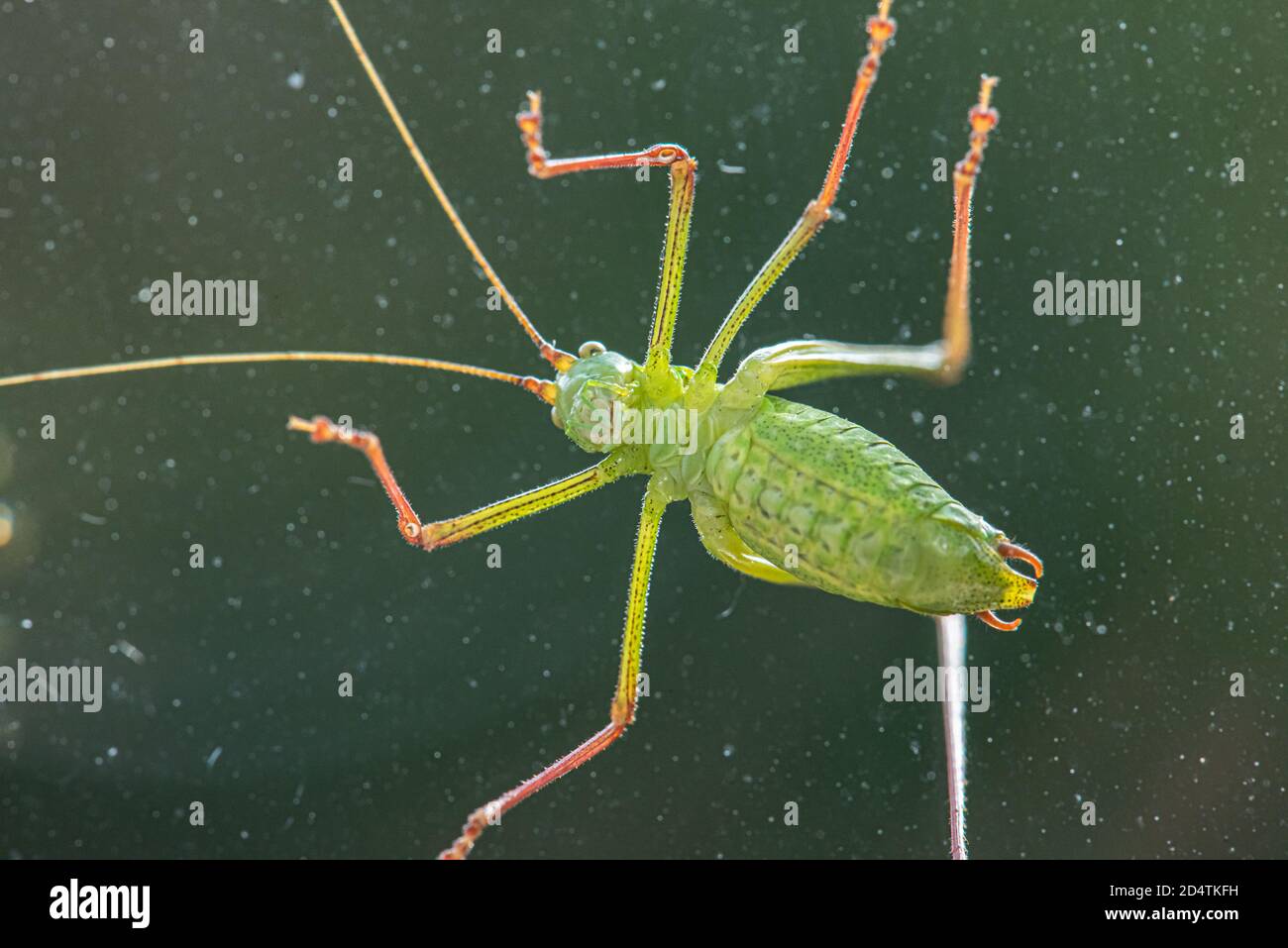 Nahaufnahme einer grünen Kricket Stockfoto