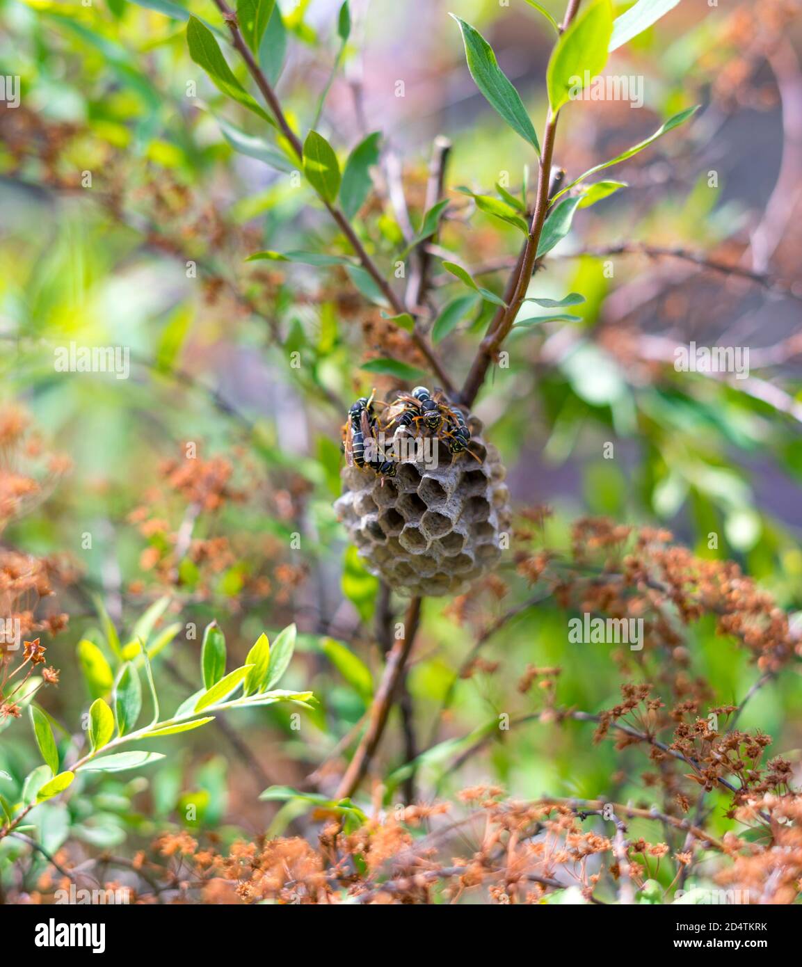 Europäische Papierwespen, Polistes dominula, die sich um ihr Nest kümmern. Die Nester der meisten echten Papierwespen sind durch offene Kämme mit Zellen für die Brut Aufzucht gekennzeichnet. Stockfoto