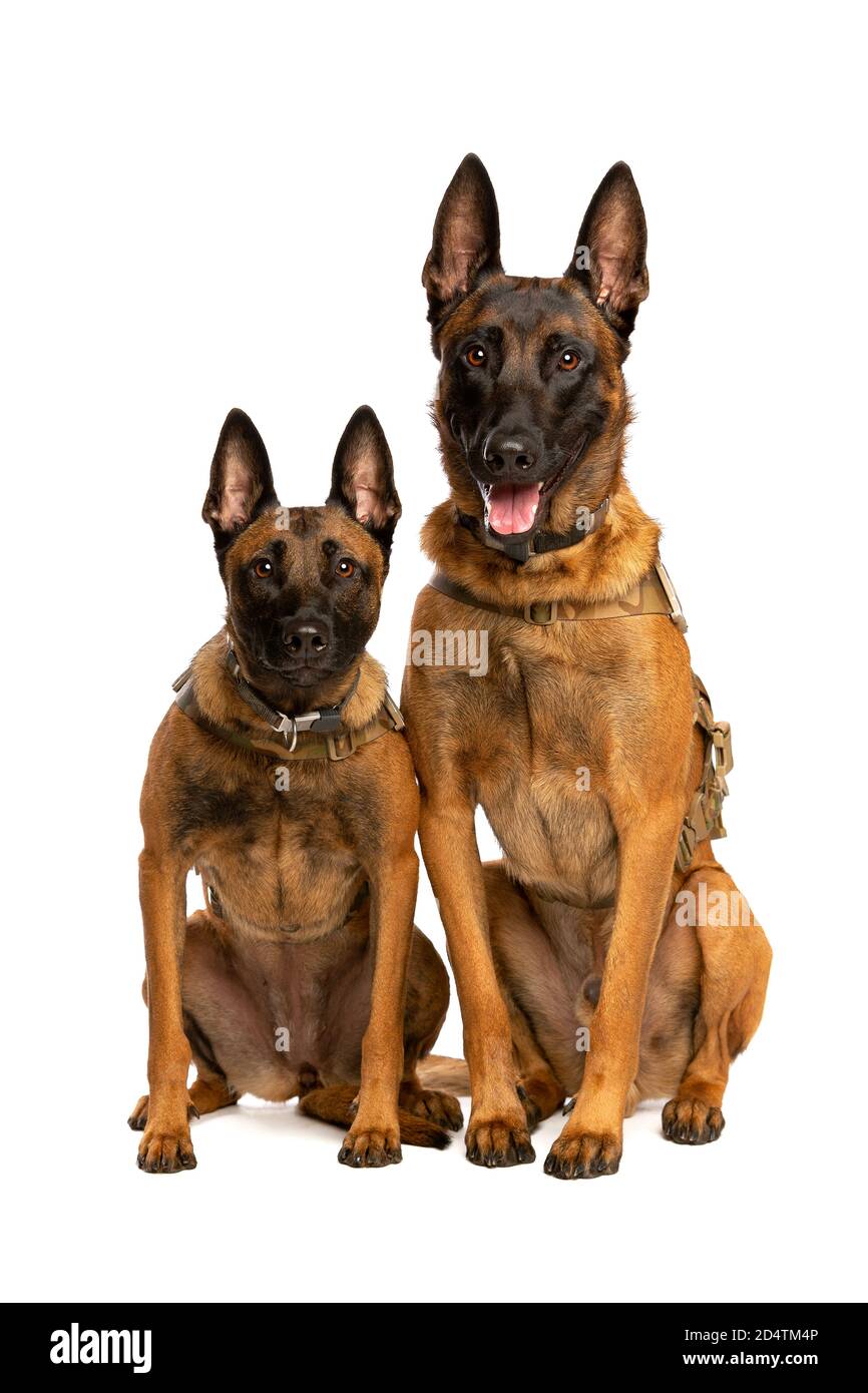Zwei belgische Malinois Hunde vor einem weißen Hintergrund Stockfoto