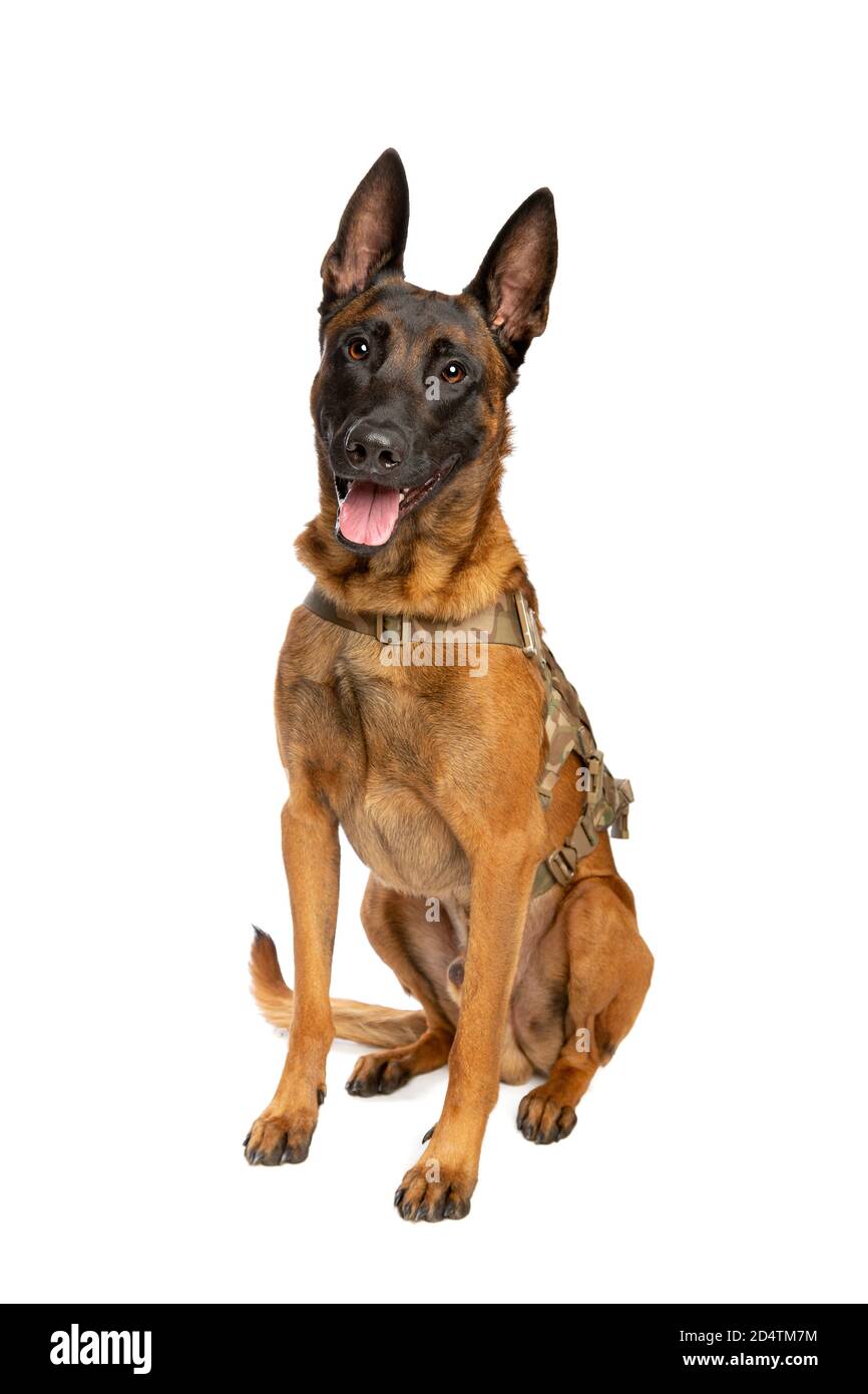 Belgischer Malinois Hund vor einem weißen Hintergrund Stockfoto