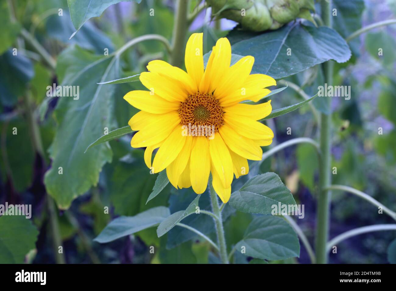 Das Porträt einer Sonnenblume auf dem Feld Stockfoto