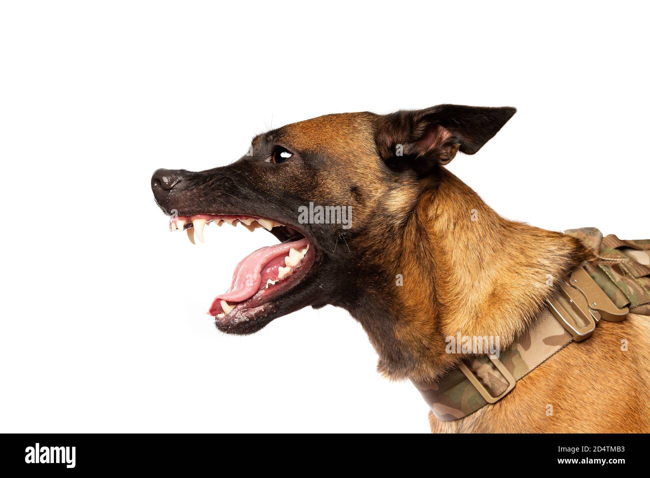 Belgischer Malinois Hund vor einem weißen Hintergrund Stockfoto