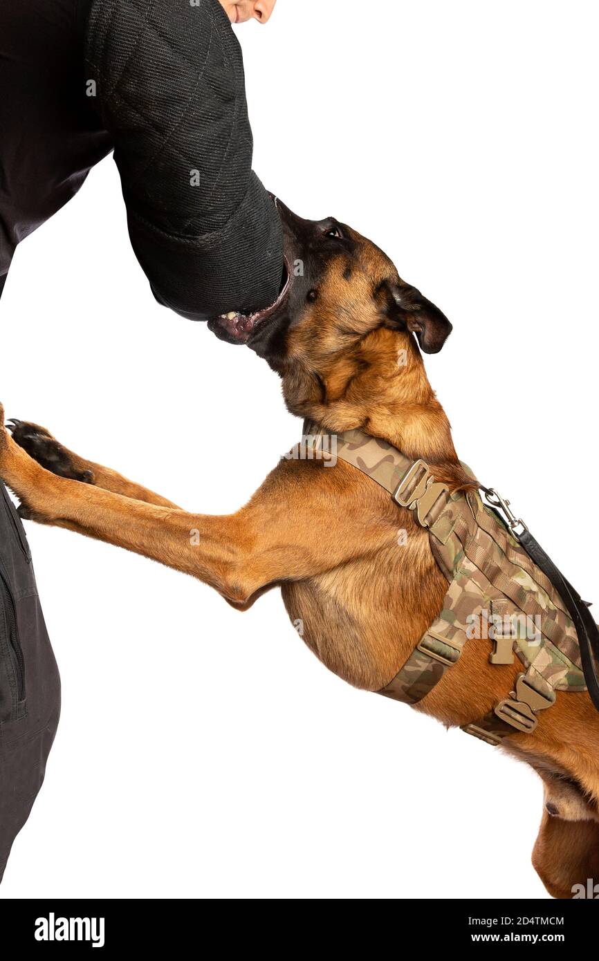 Border Collie Hund isoliert auf einem weißen Hintergrund Stockfoto