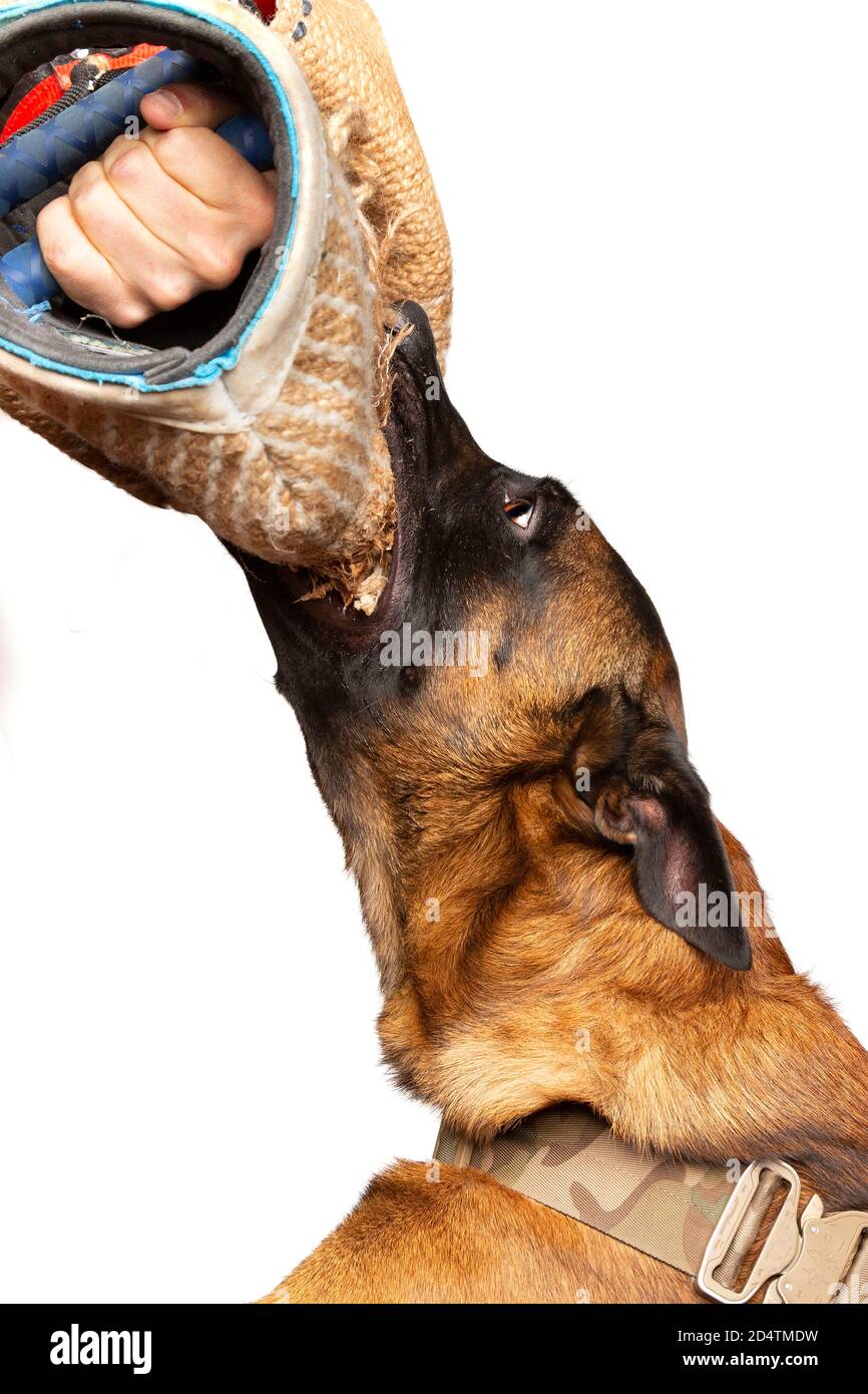 Hundetrainer Training Angriff mit einem belgischen Malinois Hund in Vorderseite mit weißem Hintergrund Stockfoto