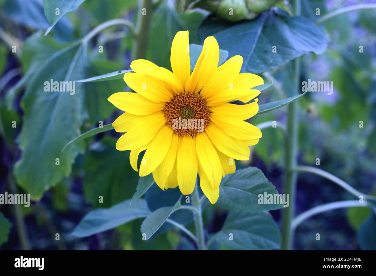 Nahaufnahme der Sonnenblume, die auf dem Feld wächst Stockfoto