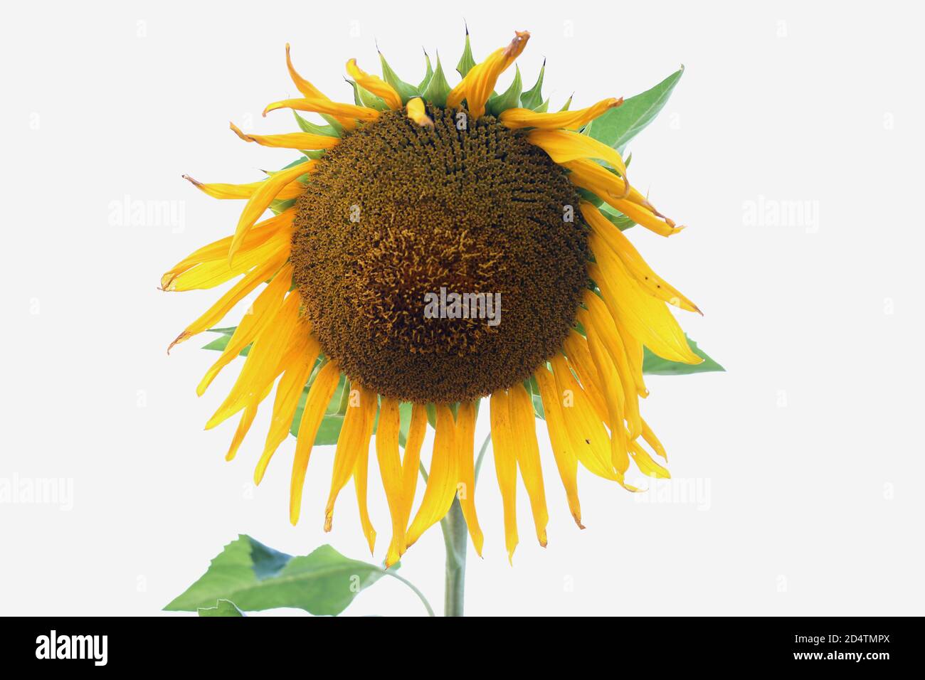 Wunderschöne Landschaft mit Sonnenblumenfeld Stockfoto