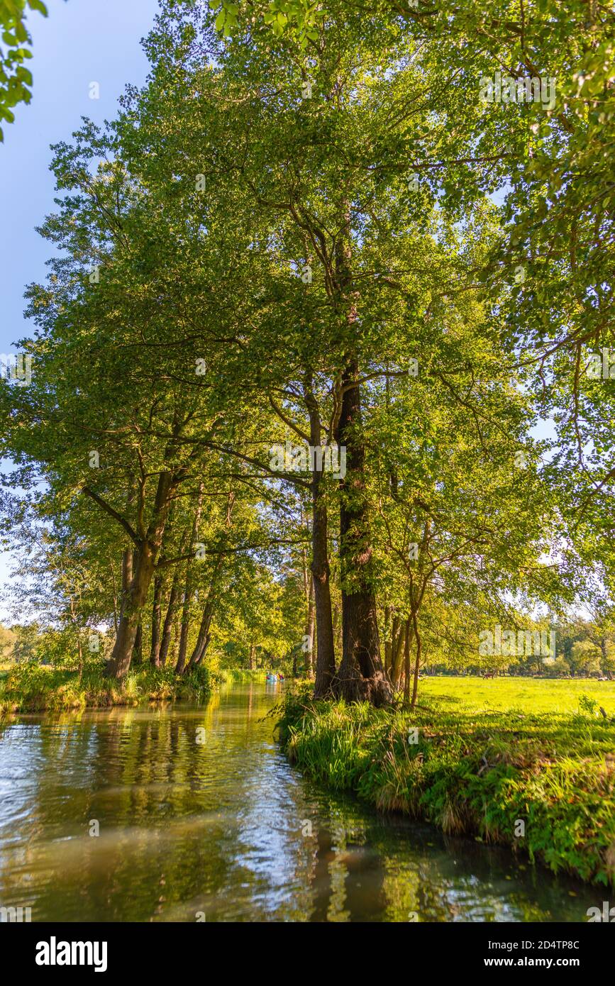 UNESCO-Biosphärenreservat Spreewald oder Spreewald, eine Bootstour ab Burg Gemeinde, Brandenburg, Ostdeutschland, Europa Stockfoto