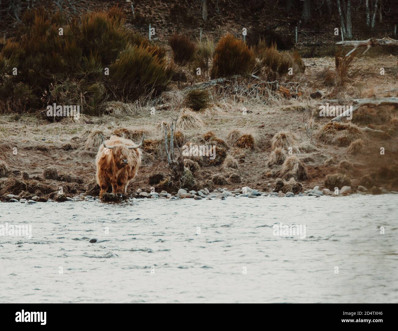 Highland Cow, Schottland // © Amy Muir Stockfoto