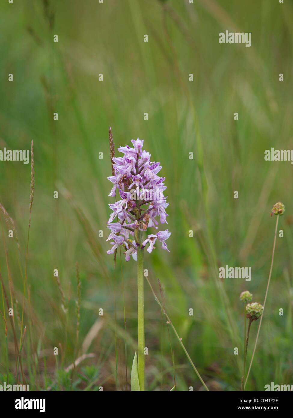 Soldatenorchidee (orchis militaris) in einer Wiese Stockfoto