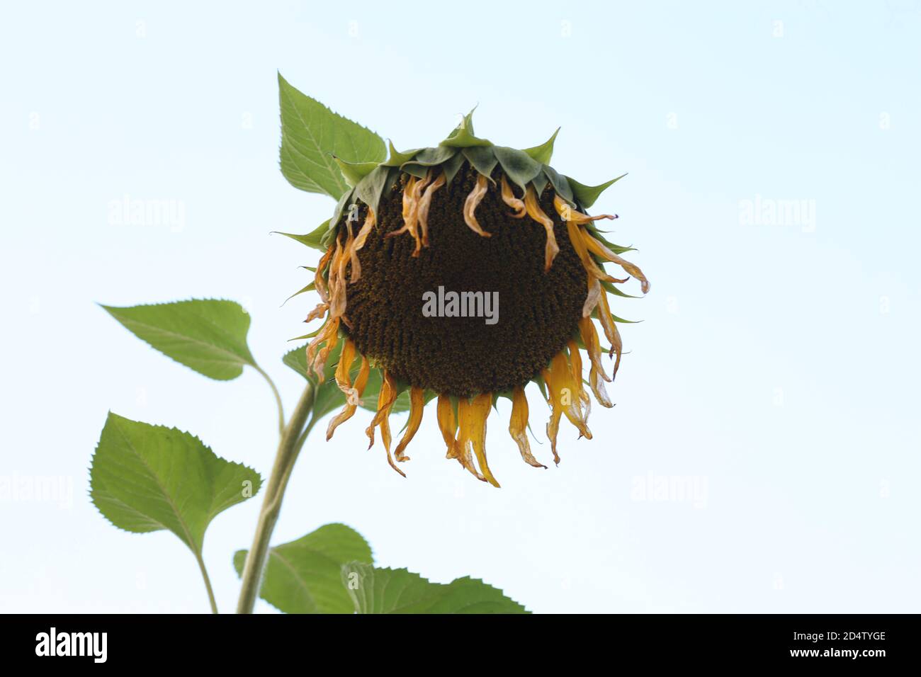 Die Sonnenblume mit Sonnenblumenfeld und blauem Himmel Stockfoto