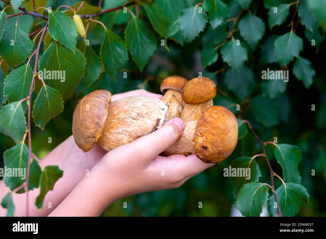 Seitenansicht auf verschiedene rohe Pilze. Steinpilze, Birkenpilze, Steinpilze. Die Hände eines kaukasischen Kindes halten eine Handvoll Pilz auf einem Hintergrund der Birkenzweige. Konzentrieren Sie sich auf Pilze in den Händen. Selektiver Fokus. Stockfoto