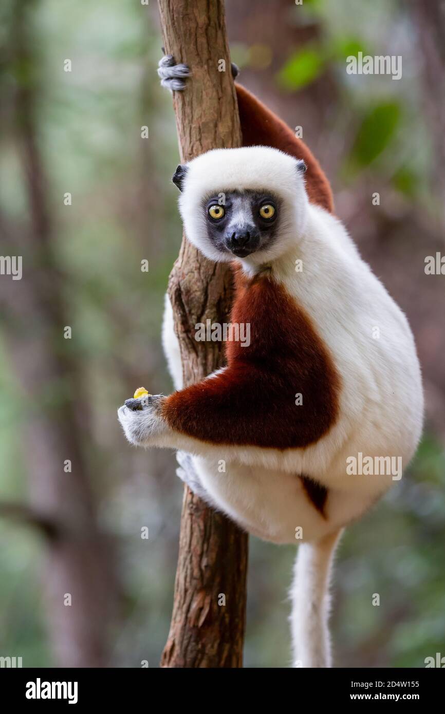 Coquerels Sifaka (Propithecus coquereli) aus der Nähe, Andasibe, Madagaskar Stockfoto